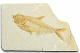 Detailed Fossil Fish (Diplomystus) - Wyoming #340128-1
